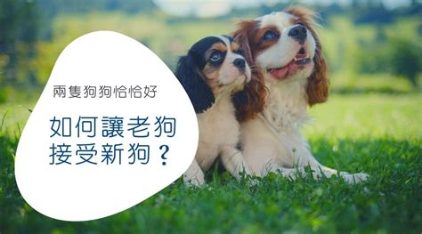 養2隻狗好嗎|如何讓老狗接受新狗？養第二隻狗該注意的事